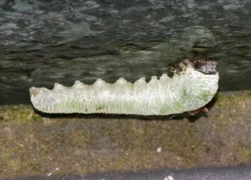 symphyta larva